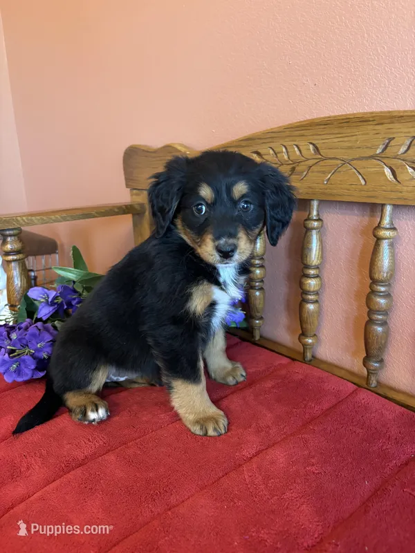 Maggie – Miniature Bernedoodle puppy for sale in Seneca, KS