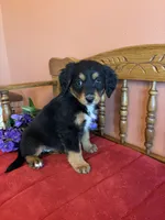 Maggie, a female Miniature Bernedoodle for sale in Seneca, KS – Photo 1 of 10