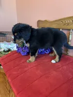 Maggie, a female Miniature Bernedoodle for sale in Seneca, KS – Photo 6 of 10