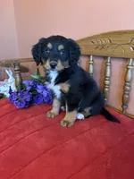 Maggie, a female Miniature Bernedoodle for sale in Seneca, KS – Photo 3 of 10