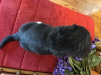 Maggie, a female Miniature Bernedoodle for sale in Seneca, KS – Photo 10 of 10