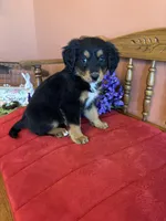 Maggie, a female Miniature Bernedoodle for sale in Seneca, KS – Photo 5 of 10