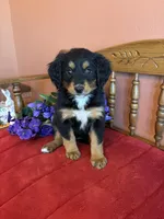 Maggie, a female Miniature Bernedoodle for sale in Seneca, KS – Photo 4 of 10