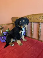 Maggie, a female Miniature Bernedoodle for sale in Seneca, KS – Photo 9 of 10