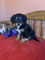 Maggie, a female Miniature Bernedoodle for sale in Seneca, KS – Photo 7 of 10