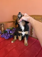 Maggie, a female Miniature Bernedoodle for sale in Seneca, KS – Photo 2 of 10