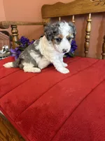 Lacey, a female Miniature Bernedoodle for sale in Seneca, KS – 2 of 9