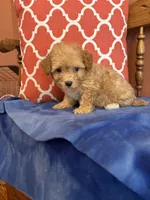 Bear, a male Maltipoo for sale in Seneca, KS – 5 of 10