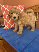 Roscoe, a male Miniature Goldendoodle for sale in Seneca, KS – 10 of 10