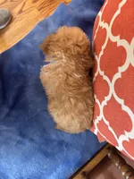Bear, a male Maltipoo for sale in Seneca, KS – 8 of 10