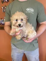 Romeo, a male Maltipoo for sale in Seneca, KS – Photo 2 of 6