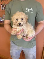 Romeo, a male Maltipoo for sale in Seneca, KS – Photo 3 of 6