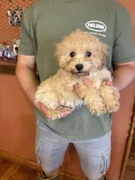 Romeo, a male Maltipoo for sale in Seneca, KS – Photo 5 of 6