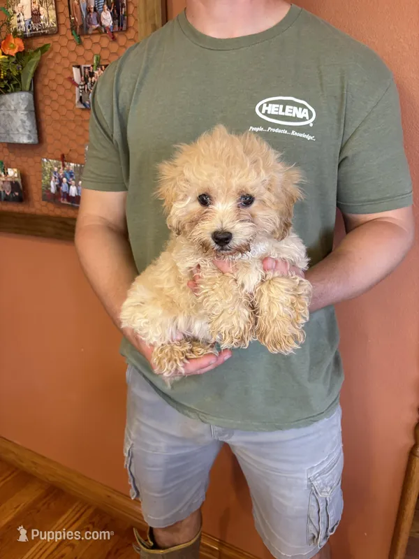 Romeo – Maltipoo puppy for sale in Seneca, KS