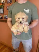 Romeo, a male Maltipoo for sale in Seneca, KS – Photo 1 of 6