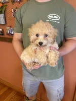Romeo, a male Maltipoo for sale in Seneca, KS – Photo 6 of 6