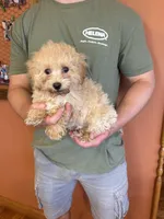 Romeo, a male Maltipoo for sale in Seneca, KS – Photo 4 of 6