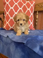 Bear, a male Maltipoo for sale in Seneca, KS – 6 of 10