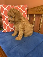 Roscoe, a male Miniature Goldendoodle for sale in Seneca, KS – 7 of 10