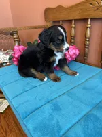 Sophie, a female Miniature Bernedoodle for sale in Seneca, KS – Photo 3 of 9