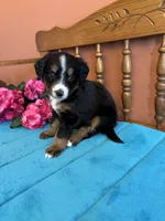 Sophie, a female Miniature Bernedoodle for sale in Seneca, KS – Photo 4 of 9