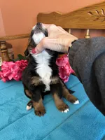 Sophie, a female Miniature Bernedoodle for sale in Seneca, KS – Photo 2 of 9