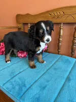 Sophie, a female Miniature Bernedoodle for sale in Seneca, KS – Photo 5 of 9