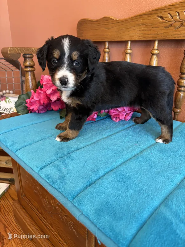Sophie – Miniature Bernedoodle puppy for sale in Seneca, KS