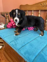 Sophie, a female Miniature Bernedoodle for sale in Seneca, KS – Photo 1 of 9