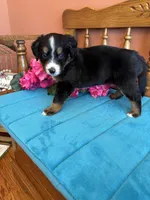 Sophie, a female Miniature Bernedoodle for sale in Seneca, KS – Photo 9 of 9