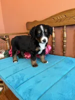 Sophie, a female Miniature Bernedoodle for sale in Seneca, KS – Photo 6 of 9