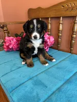 Sophie, a female Miniature Bernedoodle for sale in Seneca, KS – Photo 8 of 9