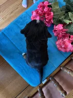 Sophie, a female Miniature Bernedoodle for sale in Seneca, KS – Photo 7 of 9