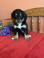 Benji, a male Miniature Bernedoodle for sale in Seneca, KS – Photo 2 of 10