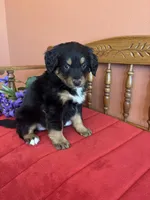 Benji, a male Miniature Bernedoodle for sale in Seneca, KS – Photo 4 of 10