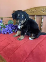 Benji, a male Miniature Bernedoodle for sale in Seneca, KS – Photo 5 of 10