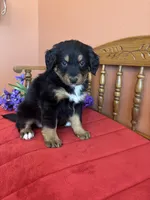 Benji, a male Miniature Bernedoodle for sale in Seneca, KS – Photo 1 of 10