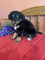 Benji, a male Miniature Bernedoodle for sale in Seneca, KS – Photo 6 of 10