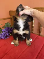 Benji, a male Miniature Bernedoodle for sale in Seneca, KS – Photo 3 of 10