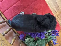 Benji, a male Miniature Bernedoodle for sale in Seneca, KS – Photo 10 of 10