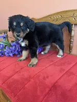 Benji, a male Miniature Bernedoodle for sale in Seneca, KS – Photo 9 of 10