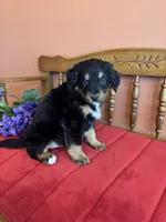 Benji, a male Miniature Bernedoodle for sale in Seneca, KS – Photo 8 of 10