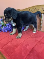 Benji, a male Miniature Bernedoodle for sale in Seneca, KS – Photo 7 of 10