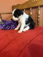 Roxie, a female Miniature Bernedoodle for sale in Seneca, KS – 3 of 10