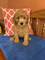 Roscoe, a male Miniature Goldendoodle for sale in Seneca, KS – 2 of 10