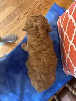 Ava, a female Miniature Goldendoodle for sale in Seneca, KS – 5 of 8