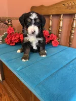 Rosie , a female Miniature Bernedoodle for sale in Seneca, KS – 4 of 8