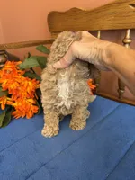 Romeo, a male Maltipoo for sale in Seneca, KS – 7 of 9