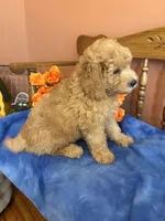 Ace, a male Miniature Goldendoodle for sale in Seneca, KS – 5 of 10