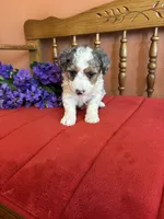 Lacey, a female Miniature Bernedoodle for sale in Seneca, KS – 5 of 9